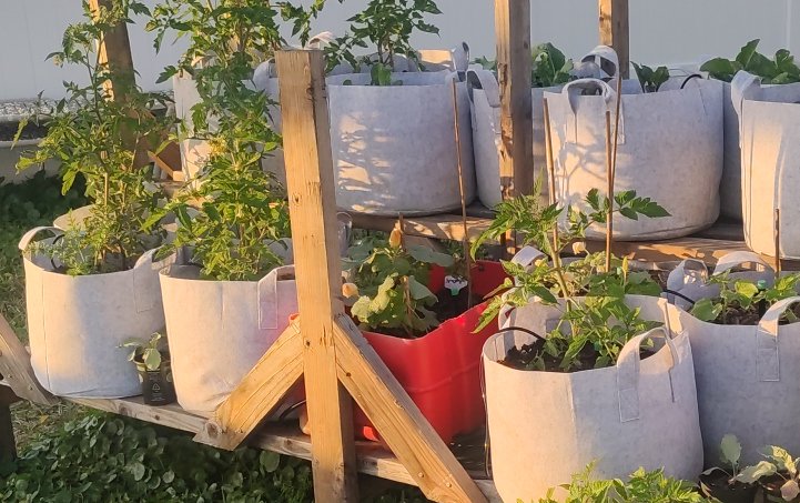 Vegetable Garden