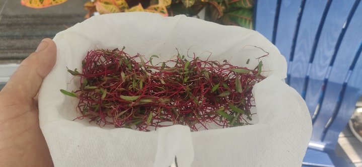 Beet Sprouts
